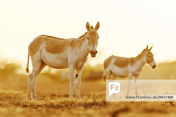 Zwei Asiatischer Esel (Equus hemionus)  Halbesel  auch Khur  Tiere im Abendlicht  bedrohte Tierart  kleiner Rann von Kachchh  Gujarat  Indien  Asien