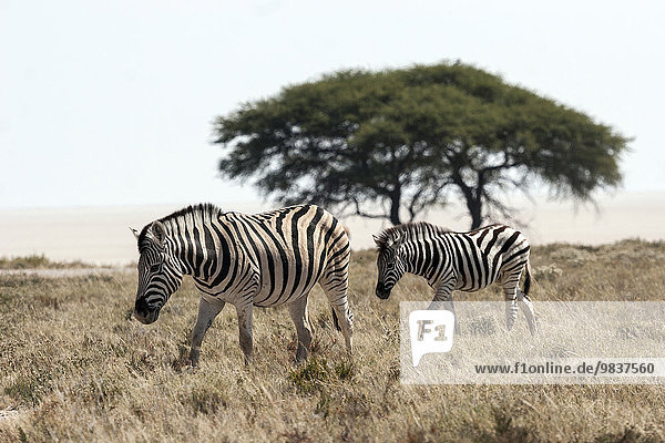 Burchell-Zebras (Equus burchellii)  Etosha Nationalpark  Namibia  Afrika