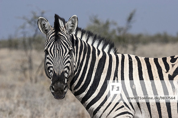 Burchell-Zebra (Equus burchellii)  Etosha Nationalpark  Namibia  Afrika