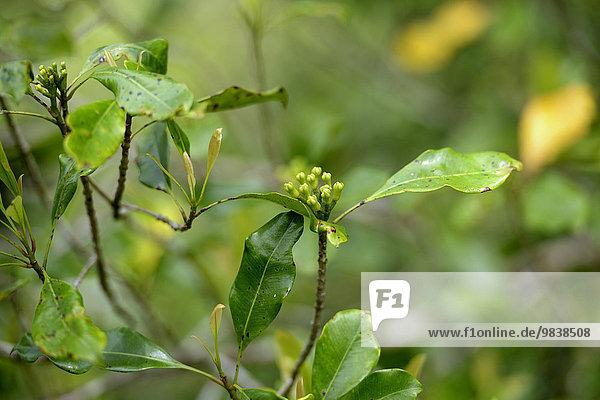 Gewürznelken (Syzygium aromaticum)  Desa Karya Bakti  Simeulue  Indonesien  Asien
