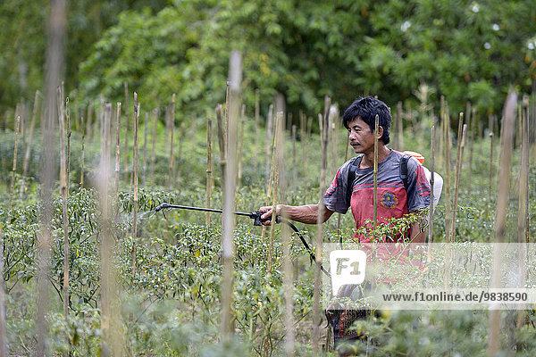Chilipflanzen (Capsicum) werden mit Pestiziden behandelt  Desa Inor  Simeulue  Indonesien  Asien