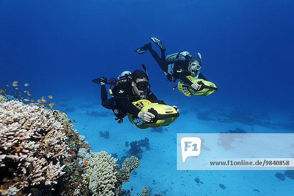 Divers with diver propulsion vehicles exploring a coral reef  Soma Bay  Hurghada  Egypt  Red Sea  Africa