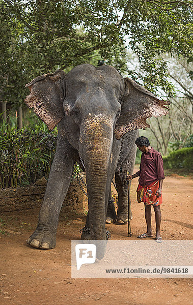 Asiatischer Elefant Elephas Maximus Arbeitselefant Mit Elefanten Fuhrer Mahut Oder Mahout Peermade Kerala Indien Asien