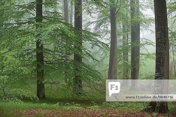 Wald Bayern Franken Deutschland