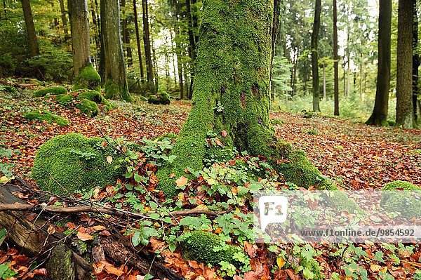 europäisch Baum Landschaft Wald Herbst Baumstamm Stamm Buche Buchen