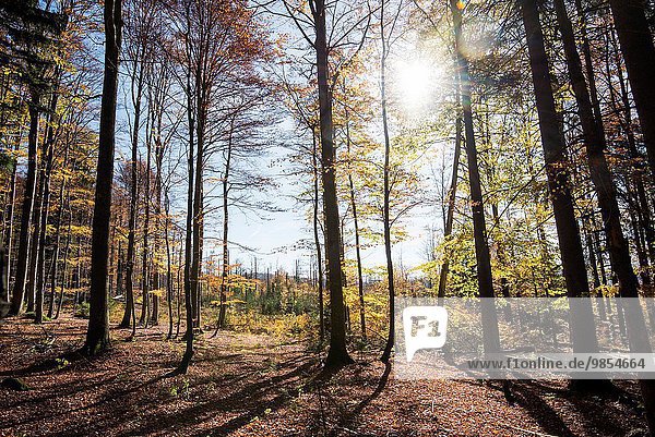 europäisch Landschaft Wald Herbst Buche Buchen bayerisch Deutschland