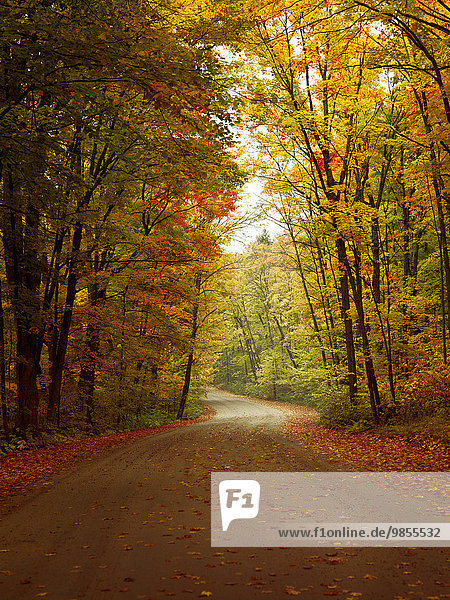 Kurvige Forststraße im Herbst Algonquin Provincial Park Provinz Ontario Kanada Nordamerika