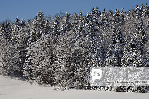Snow covered trees  forest  Eastern Townships  South Stukely  Quebec  Canada  North America
