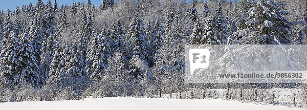 Snow covered trees  Quebec  Canada  North America