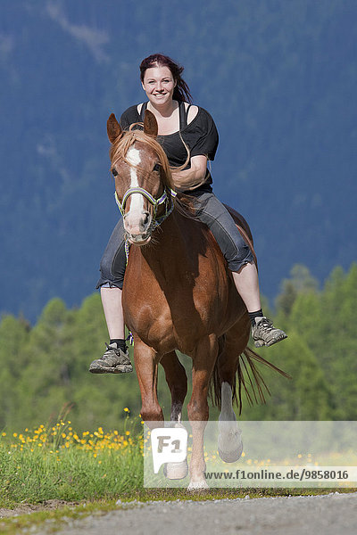 Horserider  galloping  bareback  on brown Noric Pinto mix mare  Wipptal  Tyrol  Austria  Europe