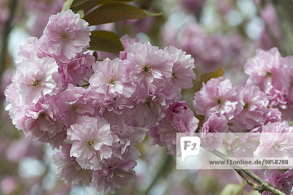 Japanische Zierkirsche (Prunus serrulata)  Blüten  Emsland  Niedersachsen  Deutschland  Europa