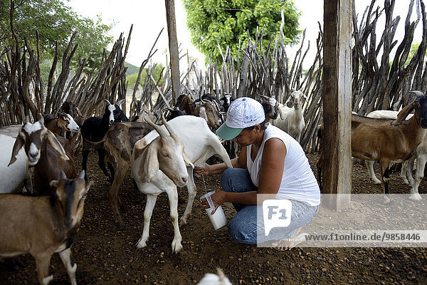 Woman milking a goat (Capra hircus aegagrus)  Caladinho  Uaua  Bahia  Brazil  South America