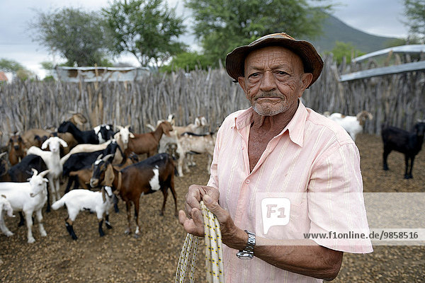 Man  76 years  herding goats (Capra hircus aegagrus)  Caladinho  Uaua  Bahia  Brazil  South America