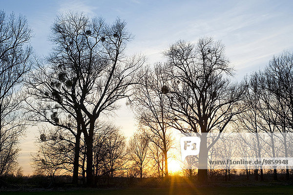 Sonnenuntergang hinter Pappeln (Populus spec.) mit Misteln  Naturschutzgebiet Drömling  Niedersachsen  Deutschland  Europa