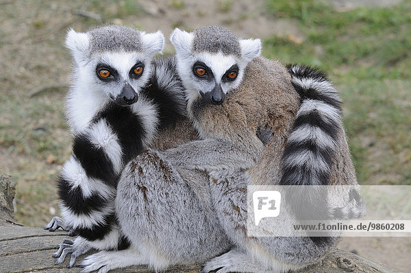 Kattas (Lemur Catta) sitzen zusammengekauert in einem Zoo  Ystad  Schweden  Europa