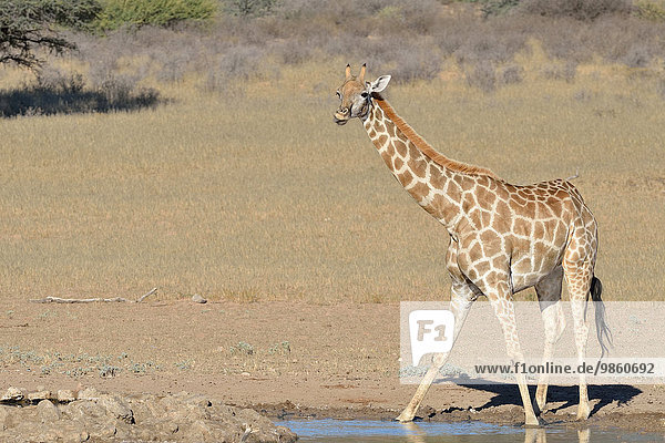 Giraffe (Giraffa camelopardalis) steht an einem Wasserloch Kgalagadi-Transfrontier-Nationalpark Provinz Nordkap Südafrika