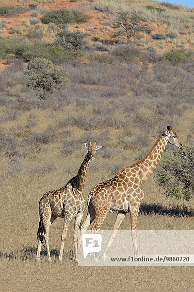 Giraffen (Giraffa camelopardalis) Weibchen steht und Männchen geht im trockenen Gras Kgalagadi-Transfrontier-Nationalpark Provinz Nordkap Südafrika