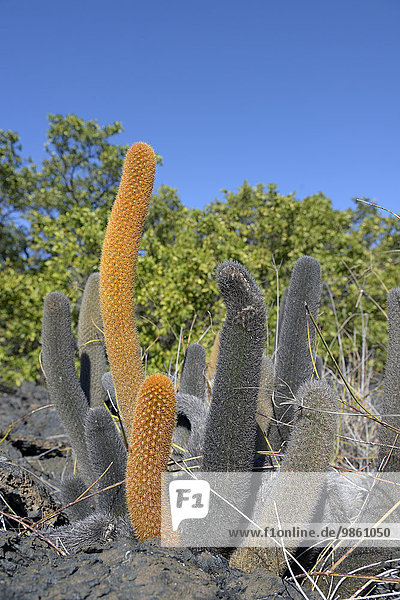 Lava-Kaktus (Brachycereus nesioticus) Punta Moreno Insel Isabela Galapagos-Inseln Ecuador Südamerika