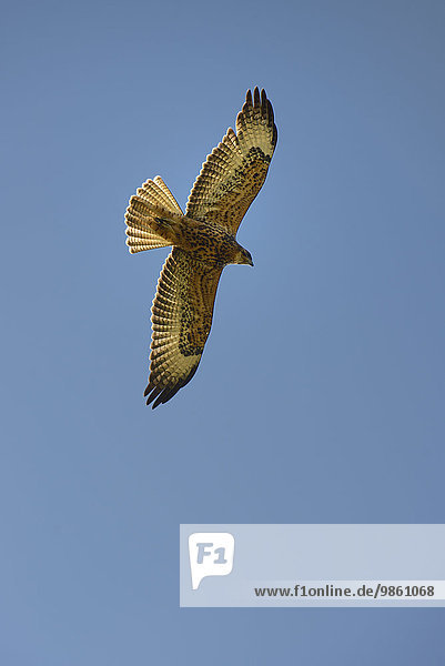 Galapagosbussard (Buteo galapagoensis) Urbina Bay Insel Isabela Galapagos-Inseln Ecuador Südamerika