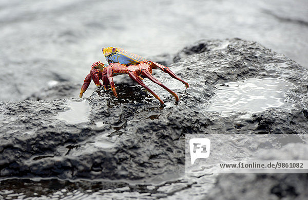 Rote Klippenkrabbe (Grapsus grapsus) Urbina Bay Insel Isabela Galapagos-Inseln Ecuador Südamerika