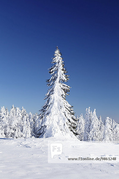 Schneebedeckte Bäume  Winterlandschaft auf dem Kandel  Schwarzwald  Baden-Württemberg  Deutschland  Europa