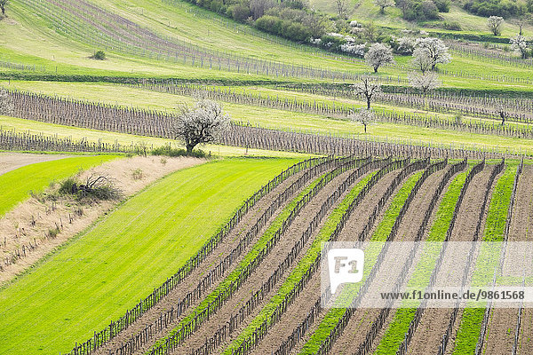 Frühlingslandschaft Weinberge und Kirschblüte Ruster Vorberge Oggau am Neusiedler See Nordburgenland Burgenland Österreich Europa