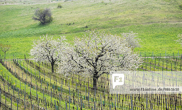 Singletreff burgenland