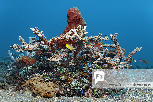 Kleines Korallenriff mit verschiedenen Korallen  Seescheiden  Schwämmen und Fischen  Bali