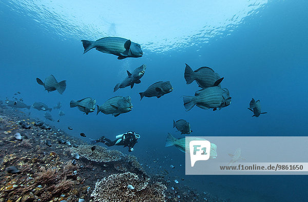 Taucher beobachtet Schwarm mit Büffelkopf-Papageifischen (Bolbometopon muricatum)  der über ein Korallenriff schwimmt  Bali
