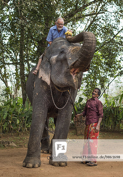 Tourist sitting on an elephant he is feeding  guided by a mahout or elephant guide  Peermade  Kerala  India  Asia