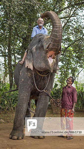 Tourist riding an elephant and mahout or elephant guide  Peermade  Kerala  India  Asia