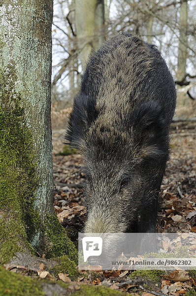 Wildschwein (Sus scrofa)  Bache auf der Nahrungssuche  captive  Nordrhein-Westfalen  Deutschland  Europa