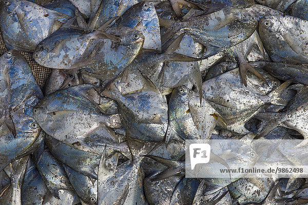 Frisch gefangene Fische  Fischmarkt  Fort Cochin  Kochi  Kerala  Indien  Asien