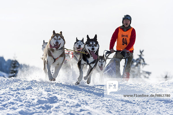 Sled dog racing  sled dog team in winter landscape  Unterjoch  Oberallgäu  Bavaria  Germany  Europe