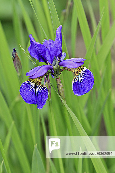 Schwertlilie oder Iris (Iris)