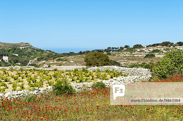Rot blühender Mohn (Papaver rhoeas),  Weinreben und Macchia,  Dwejra Lines,  Malta,  Europa