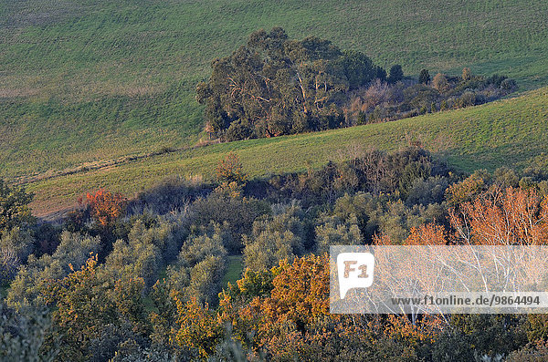 Baum Hügel Olive Plantage Italien Toskana