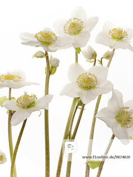 Schneerose (Helleborus niger)