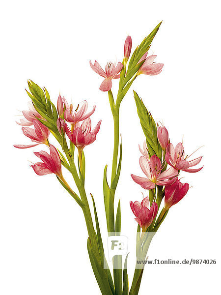 Wassergladiole (Schizostylis coccinea)
