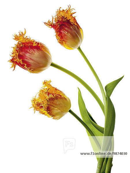 Tulpen (Tulipa Crispa-Cultivar)