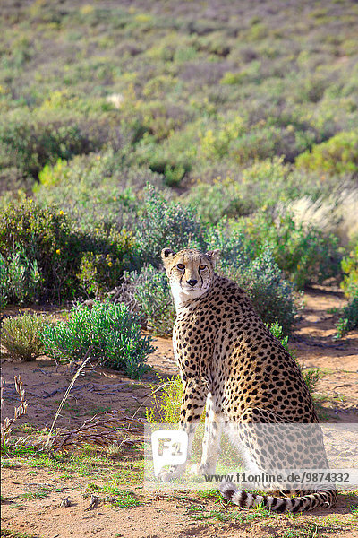 Cheetah seated in the savannah  Inverdoorn game reserve  in the Karoo desert. The game reserve provides treatment and care to sick  injured or orphaned wild animals and fights against poaching in South Africa