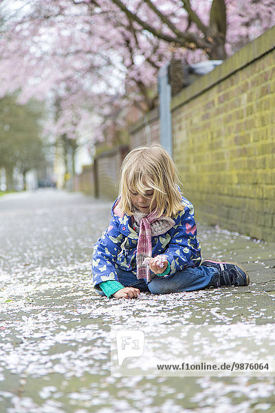 Mädchen sammelt Kirschblüten  Kiel  Schleswig-Holstein  Deutschland  Europa