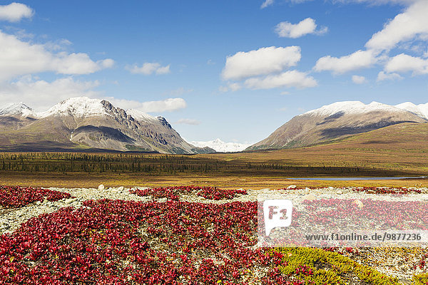 Hintergrund Bundesstraße Fokus auf den Vordergrund Fokus auf dem Vordergrund vorwärts Berg Gebirgszug Sehenswürdigkeit Süden Denali Nationalpark Alaska
