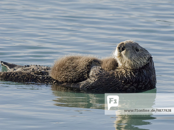 Otter Lutrinae nahe Meer Geräusch Welpe Cordova Alaska Prinz