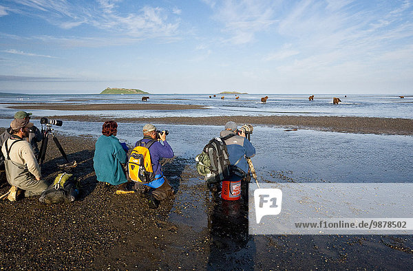 Photographers Photographing Grizzly Fishing In Low Tide At Hallo Bay Katmai National Park  Alaska