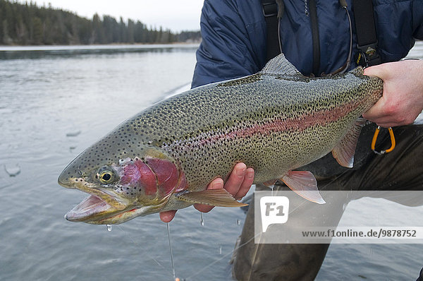 Winter halten Fluss vorwärts Forelle Fliegenfischen Kenai-Fjords-Nationalpark Alaska Regenbogen