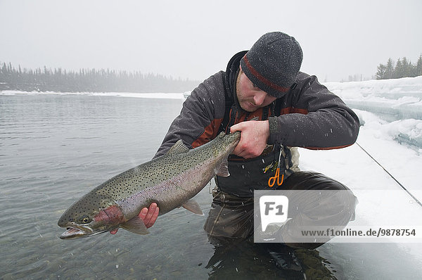 Winter halten Fluss vorwärts Forelle Fliegenfischen Regenbogenforelle Oncorhynchus mykiss Kenai-Fjords-Nationalpark Alaska
