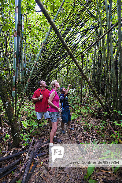'Tourists treking through the jungle in Ulu Temburong National Park with guide; Brunei'