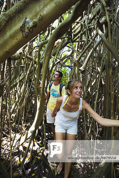 'Tourists wandering through a giant Banyan tree; Tanna Island  Vanuatu'