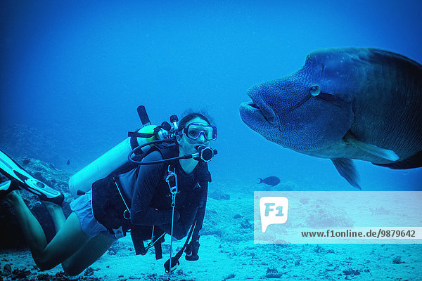 'Diving with a Grouper; Palau  Micronesia'